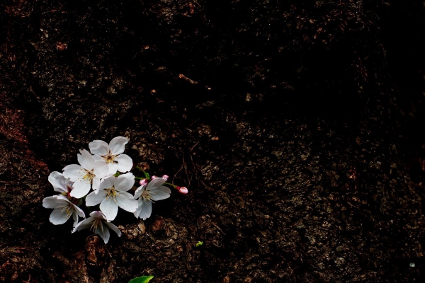 [写真]桜（天神中央公園）